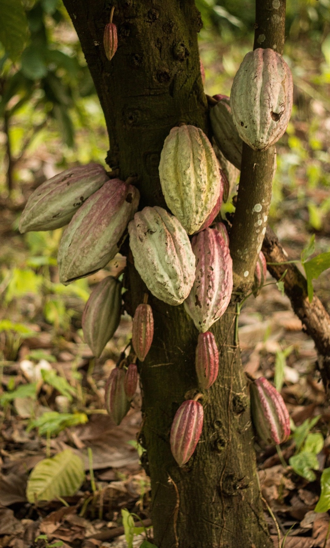 Biocontrol
